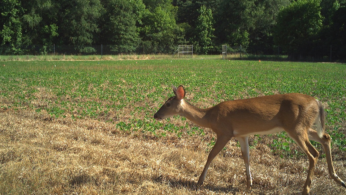 Deer Abatement