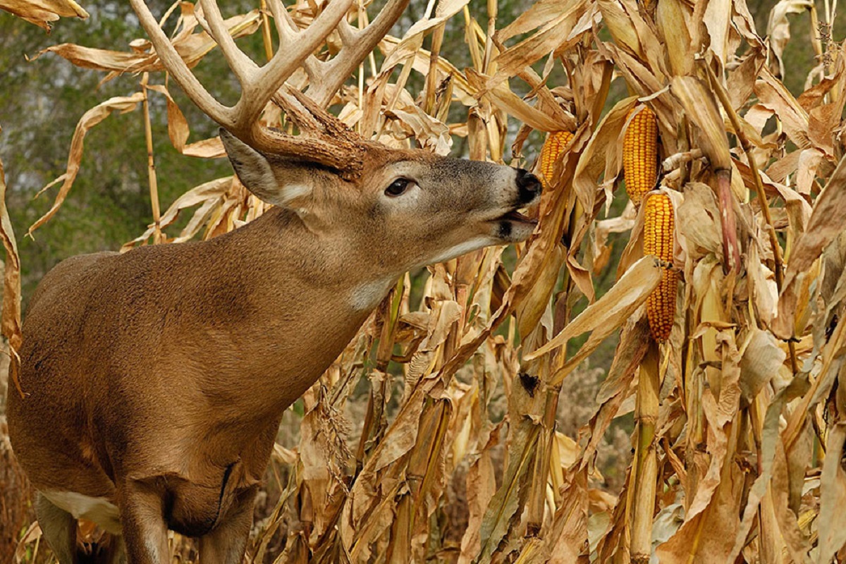 Wildlife sweet corn