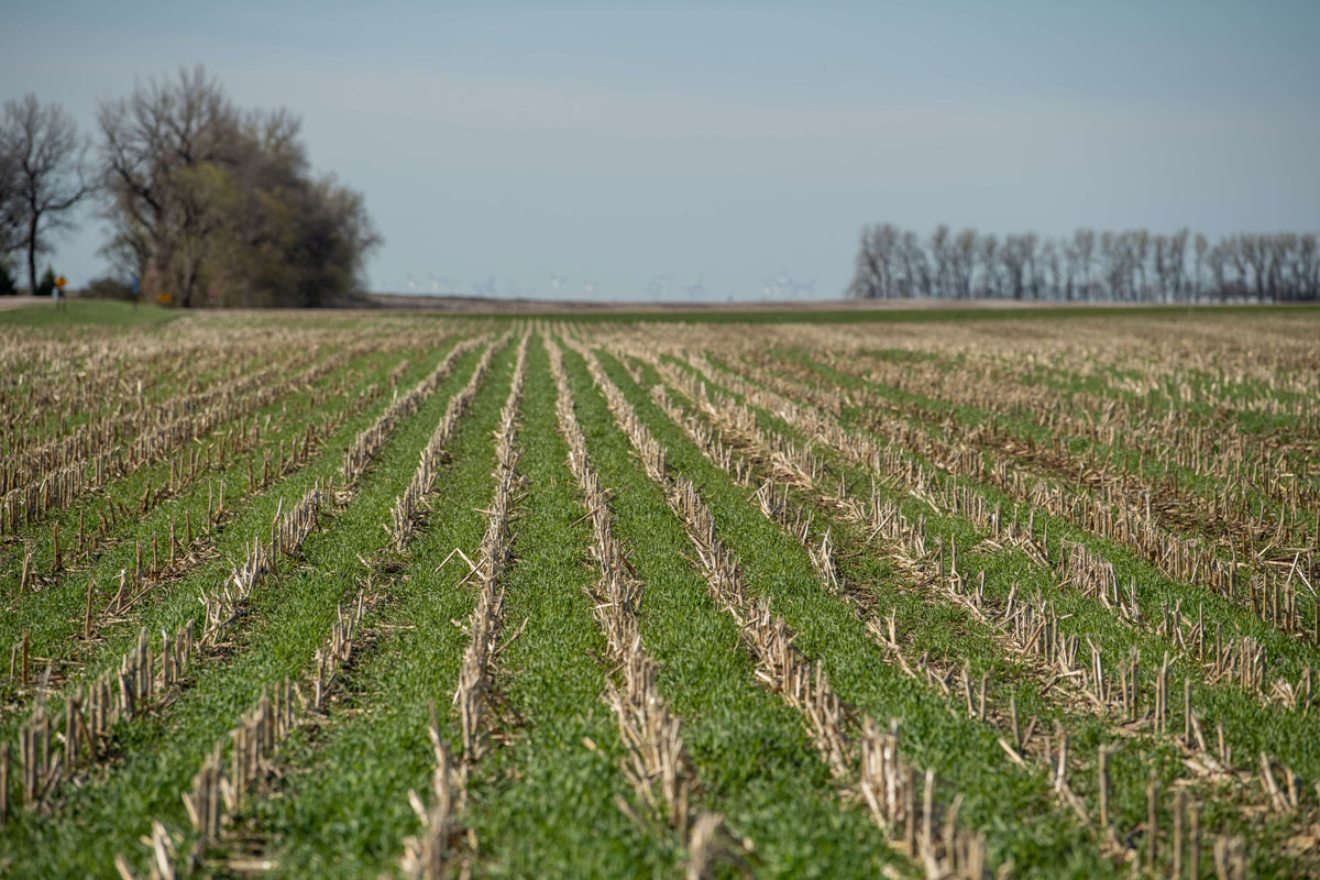 cover crop 090120