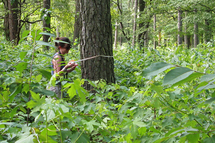 measuring tree girth